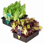 Gemüse-/ Salatpflanzen Mix