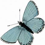 10 Blue Butterfly Images!