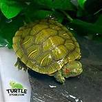 Slider turtles for sale