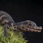 Crocodilians For Sale - Underground Reptiles