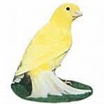 Canary (44)