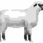 Shropshire ewe.