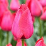 Tulip Bulbs Tulips