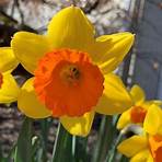 Daffodil Bulbs Daffodils