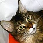 ► Maine Coon Rescue