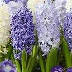 Hyacinth Bulbs Hyacinths
