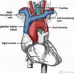 Vasculature of the Thorax