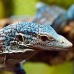 Monitors For Sale - Underground Reptiles