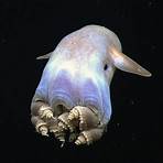 Gli animali marini più strani