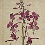L'Herbier de Gallica Chaque semaine, l'herbier vous propose de découvrir une nouvelle plante parmi celles des collections numérisées.