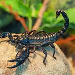 Scorpions, Vinegaroons & Whiptails For Sale - Underground Reptiles