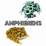 Amphibiens