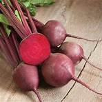 Beets Refine by Category: Beets