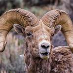 Bighorn Sheep: Finding Bighorn Sheep In Wyoming