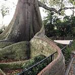 6. Giant Kapok Tree