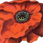 11 Poppy Images - Clipart Poppies!