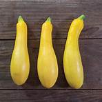Butterfingers Organic (F1) Yellow Summer Squash Seed