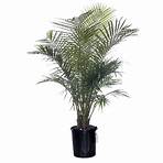 Costa Nursery 10-in Pot Majesty Palm Tree