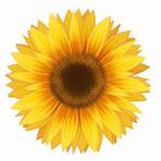 Sunflower Spinning Flower - Free GIF on Pixabay
