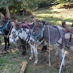 Saint-Sernin du Bois : On marche avec des ânes le 26 mai