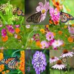 All Seeds for Monarchs & Pollinators 'Save the Monarch Butterfly' Combo