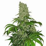Big Bud Seeds | High Yield Cannabis Seeds | Large Yield Cannabis Plants