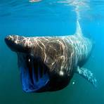 i 5 animali marini più grandi del mondo