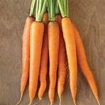 Organic Pelleted (F1) Carrot Seed
