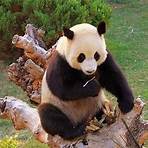 Private Tour durch Peking zum Himmelstempel, zum Panda-Haus und zum Sommerpalast
