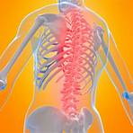 How Does The Spinal Cord Work | Reeve Foundation