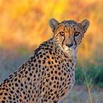 10 Top-Safariziele weltweit