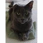 Mufasa A Domestic Shorthair looking for a home in Phoenix, AZ