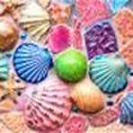 Sea Shells on the Wall