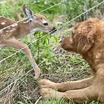 Hund trifft Bambi: Was dann passiert, rührt die ganze Welt!