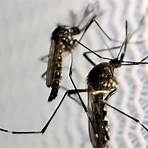 Dengue: Brasil chega a 2.715 mortes e 4,8 milhões de casos prováveis