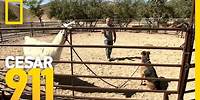 Lorenzo the Llama Puts Bodie in His Place | Cesar 911