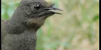 Attenborough: the amazing Lyre Bird sings like a chainsaw! Now in high quality | BBC Earth