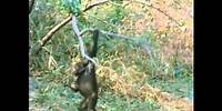 The Chimps of Gombe Part 7