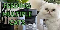 All My Cats Have Different Diets (Trying an RFID Automatic Pet Feeder!)