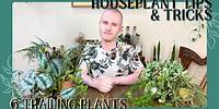 6 Trailing Plants For Plant Styling | Houseplant Tips & Tricks Ep. 33