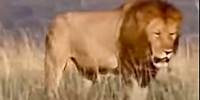 King Lion Pride in Africa | BBC Studios