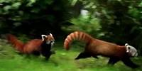 Paarungszeit im Tiergarten: Rotes Panda-Pärchen geht in Kleve auf Tuchfühlung | ntv