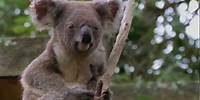 Don't Blame The Koalas - Best Foot Forward - Episode 14