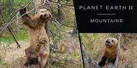 Pole dancing bears - Planet Earth II: Mountains Preview - BBC One