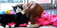 Abandoned dog bonds with paralyzed cat