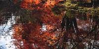 Stephane Grappelli & Yehudi Menuhin - Autumn Leaves