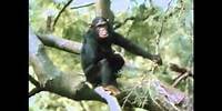 The Chimps of Gombe Part 5