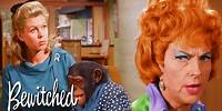 Darrin's New Life As Chimp | Bewitched