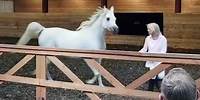 Susie and her soulmate Arabian mare SG Amber Djewel ♥️