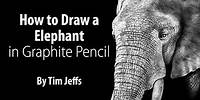 African Elephant Graphite Pencil Drawing by Tim Jeffs
